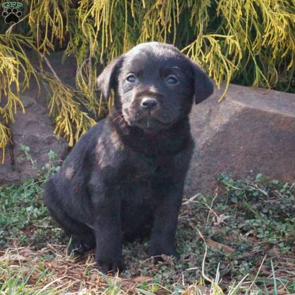 Marshmallow Mike, Black Labrador Retriever Puppy