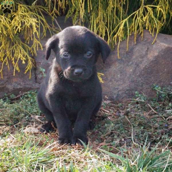 Macy, Black Labrador Retriever Puppy