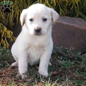 Sassy, Yellow Labrador Retriever Puppy