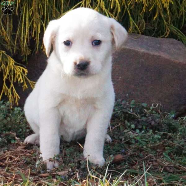 Sassy, Yellow Labrador Retriever Puppy