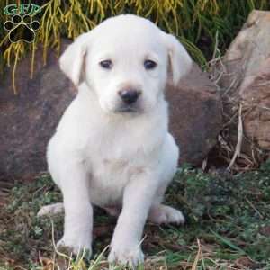 Snowball, Yellow Labrador Retriever Puppy