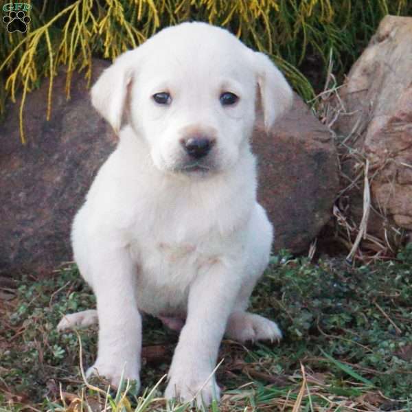 Snowball, Yellow Labrador Retriever Puppy