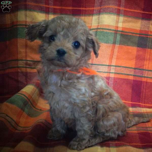 Judy, Toy Poodle Puppy