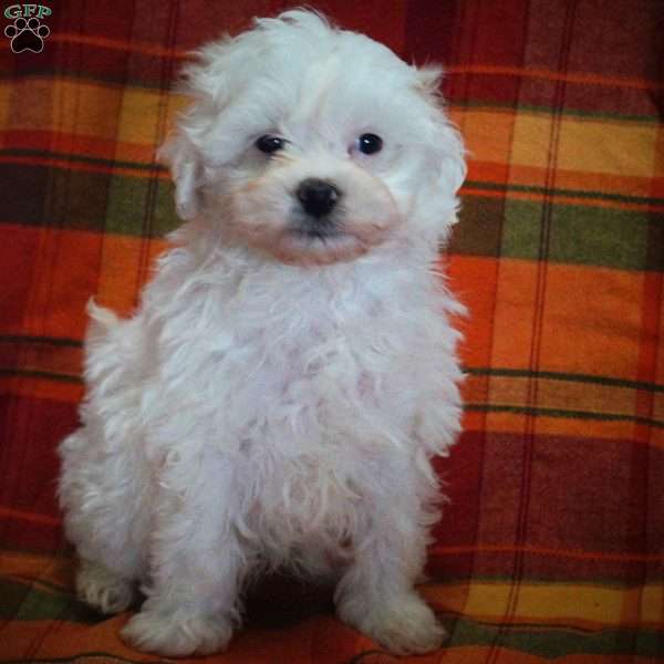 Alex, Maltipoo Puppy