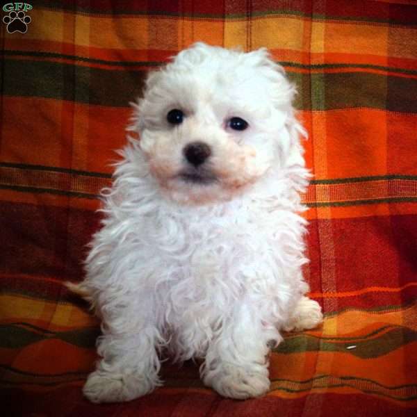 Andrew, Maltipoo Puppy