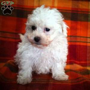 Andrew, Maltipoo Puppy