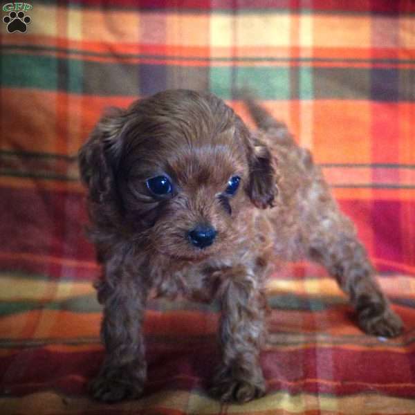 Jordan, Toy Poodle Puppy