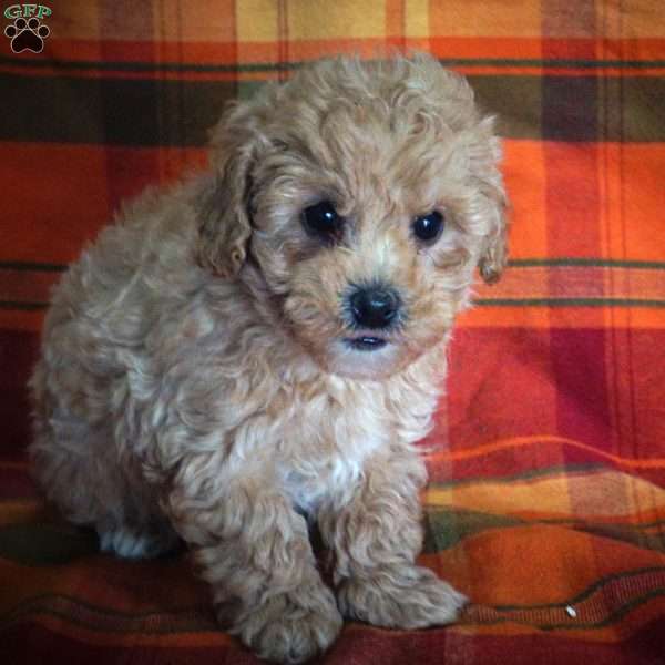 Alice, Maltipoo Puppy