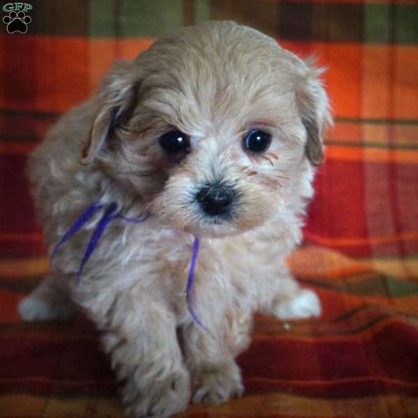 Ace, Maltipoo Puppy