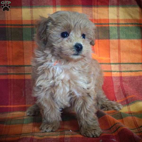 Abigail, Maltipoo Puppy