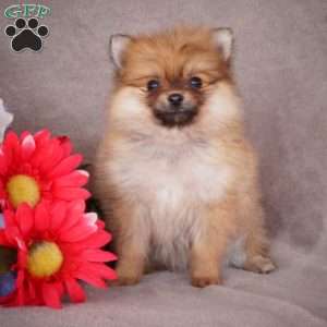Pomeranian Puppies For Sale - Greenfield Puppies