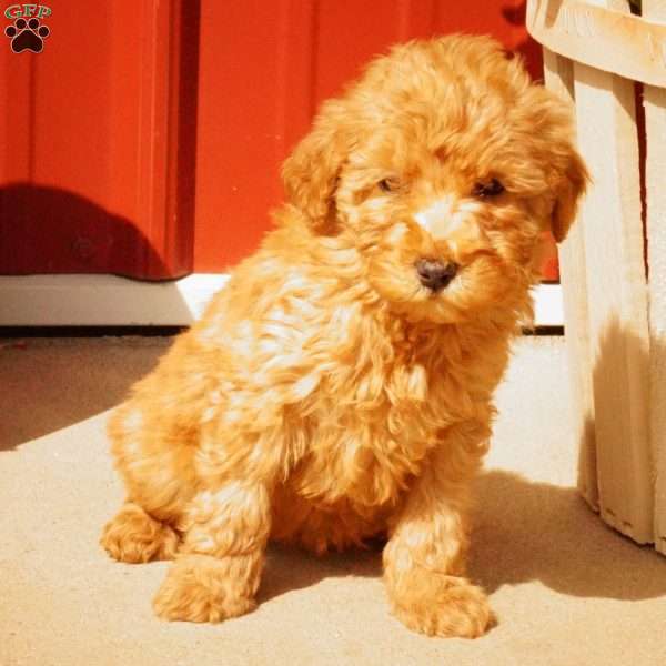 Julie, Miniature Poodle Puppy