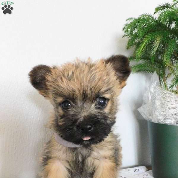 Velvet, Cairn Terrier Puppy