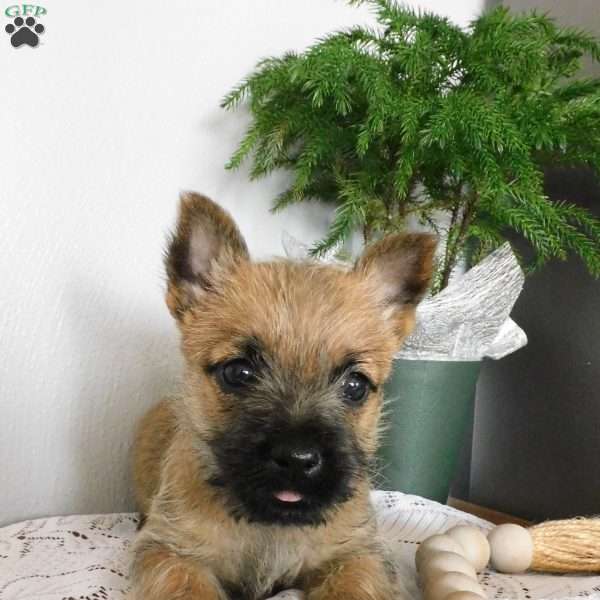 Violet, Cairn Terrier Puppy