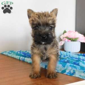 Victor, Cairn Terrier Puppy