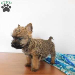 Victor, Cairn Terrier Puppy