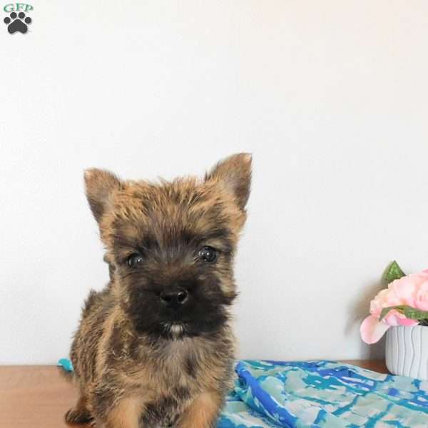 Victor, Cairn Terrier Puppy