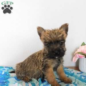 Victor, Cairn Terrier Puppy