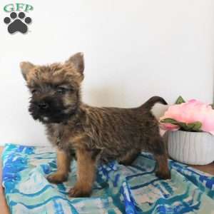 Victor, Cairn Terrier Puppy