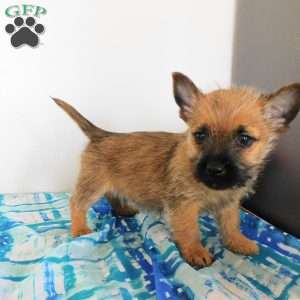 Vance, Cairn Terrier Puppy