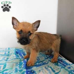 Vance, Cairn Terrier Puppy