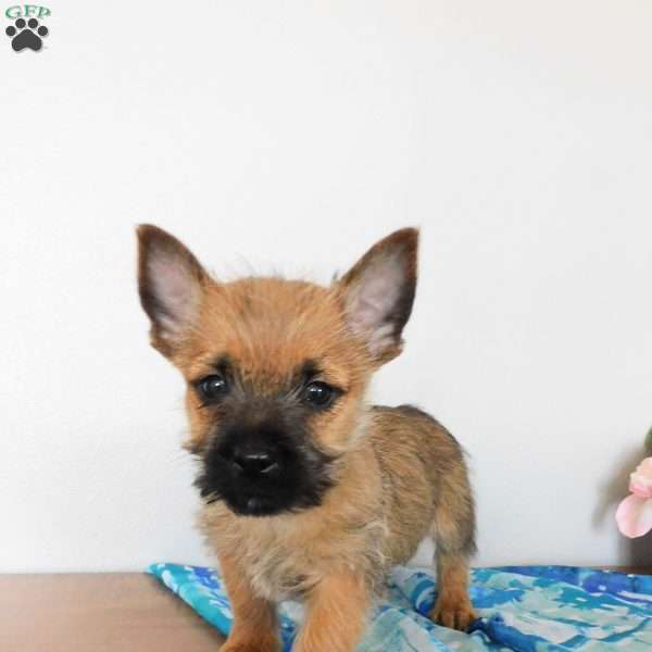 Vance, Cairn Terrier Puppy