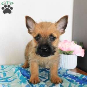 Vance, Cairn Terrier Puppy