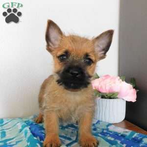 Vance, Cairn Terrier Puppy