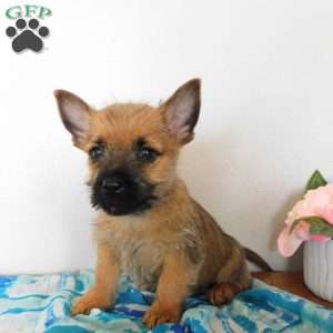 Vance, Cairn Terrier Puppy