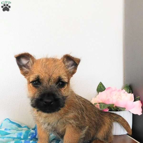 Viking, Cairn Terrier Puppy