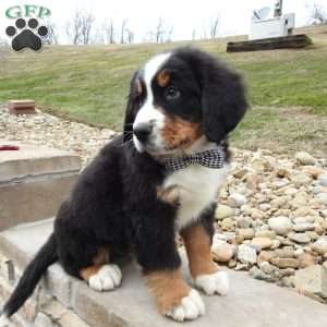 Gunther, Bernese Mountain Dog Puppy