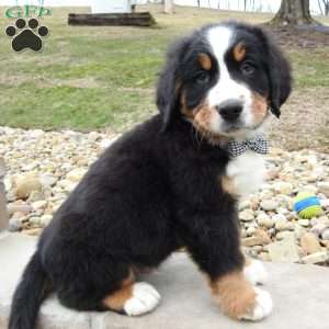 Gunther, Bernese Mountain Dog Puppy