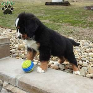 Gunther, Bernese Mountain Dog Puppy