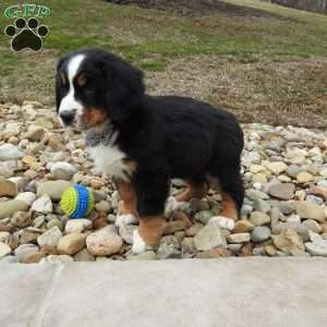 Gunther, Bernese Mountain Dog Puppy