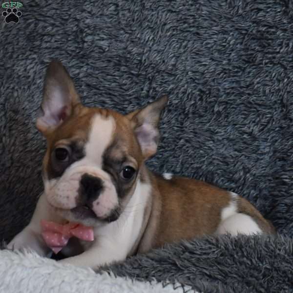 Chloe, French Bulldog Mix Puppy