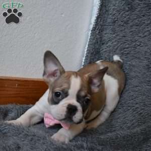 Chloe, French Bulldog Mix Puppy