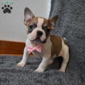 Chloe, French Bulldog Mix Puppy