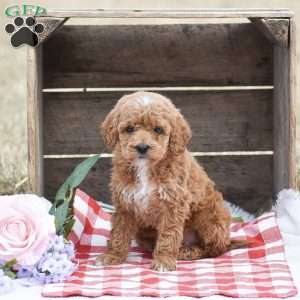 Apple, Toy Poodle Puppy