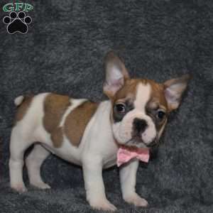 Chloe, French Bulldog Mix Puppy