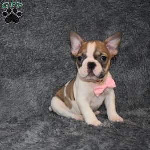 Chloe, French Bulldog Mix Puppy