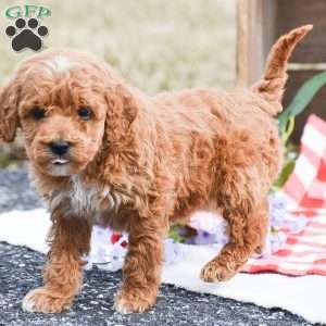 Apple, Toy Poodle Puppy