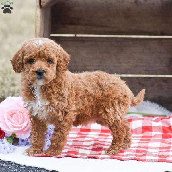 Apple, Toy Poodle Puppy