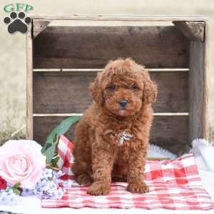 Alan, Toy Poodle Puppy