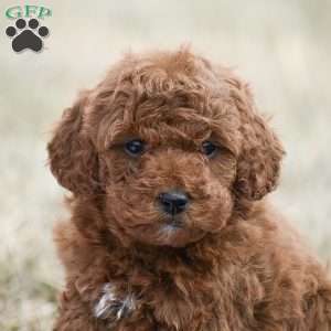 Alan, Toy Poodle Puppy