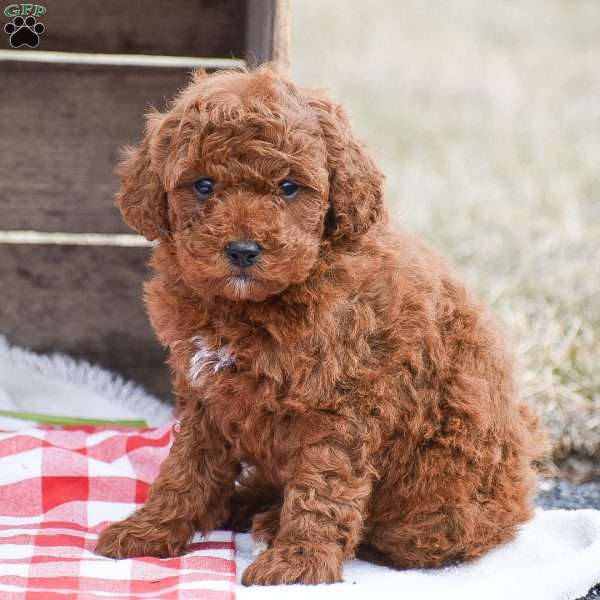 Alan, Toy Poodle Puppy