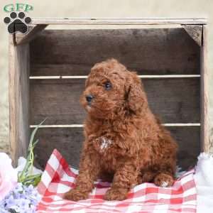 Alan, Toy Poodle Puppy