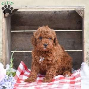 Alan, Toy Poodle Puppy