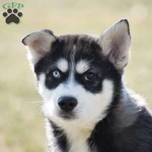 Dustin, Pomsky Puppy