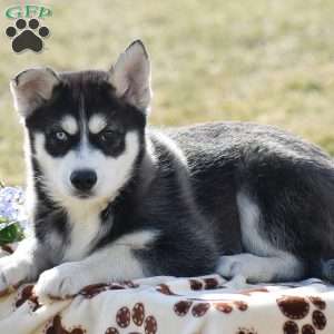 Dustin, Pomsky Puppy