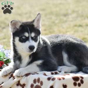 Dustin, Pomsky Puppy